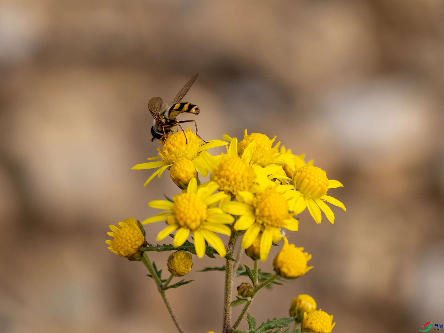 ʳ��Ӭ��Ұ�ջ�