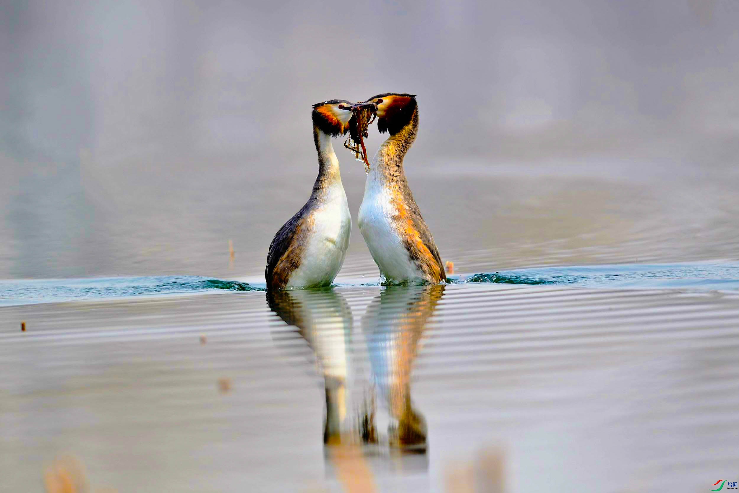 ��ͷ�GT (12).jpg