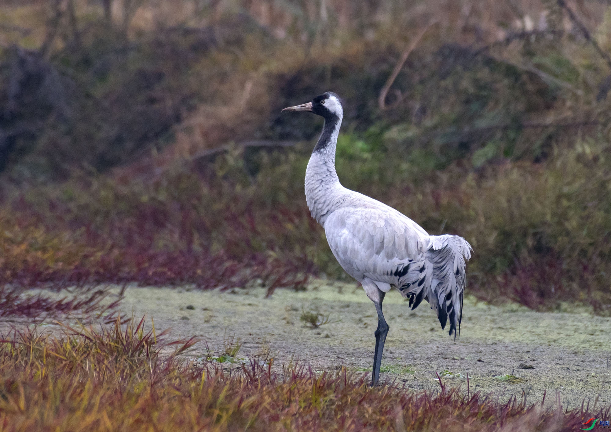 DSC_7678.jpg