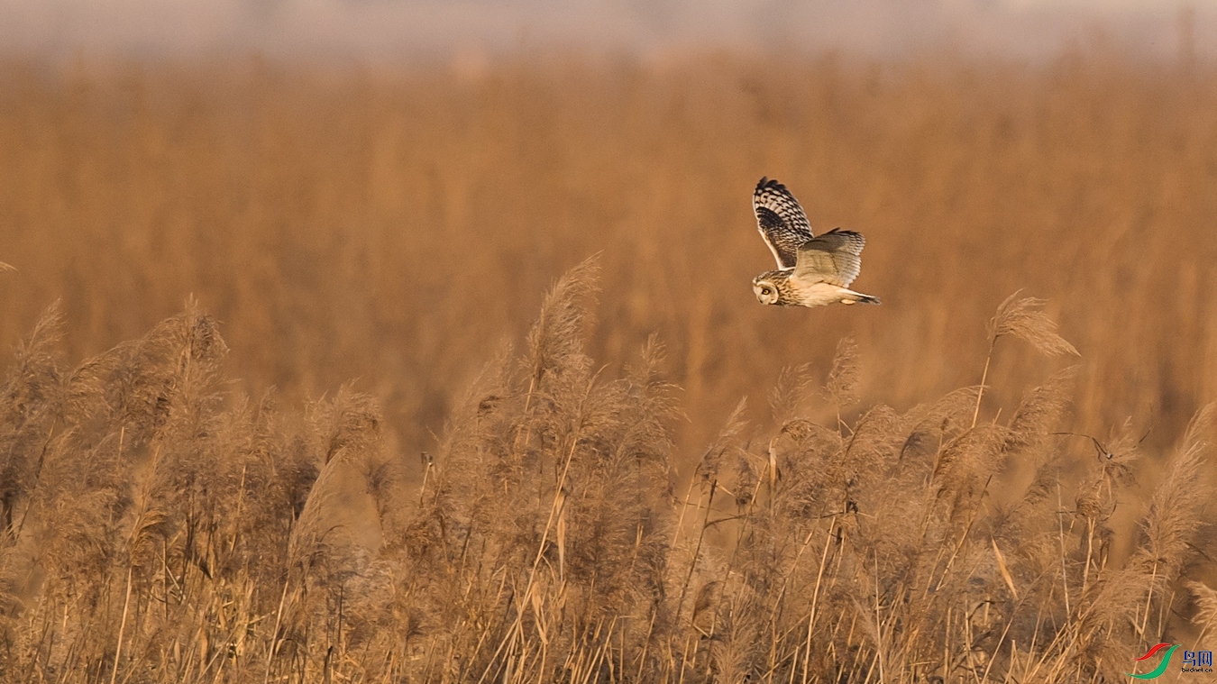 DSC_1703 - ����.jpg