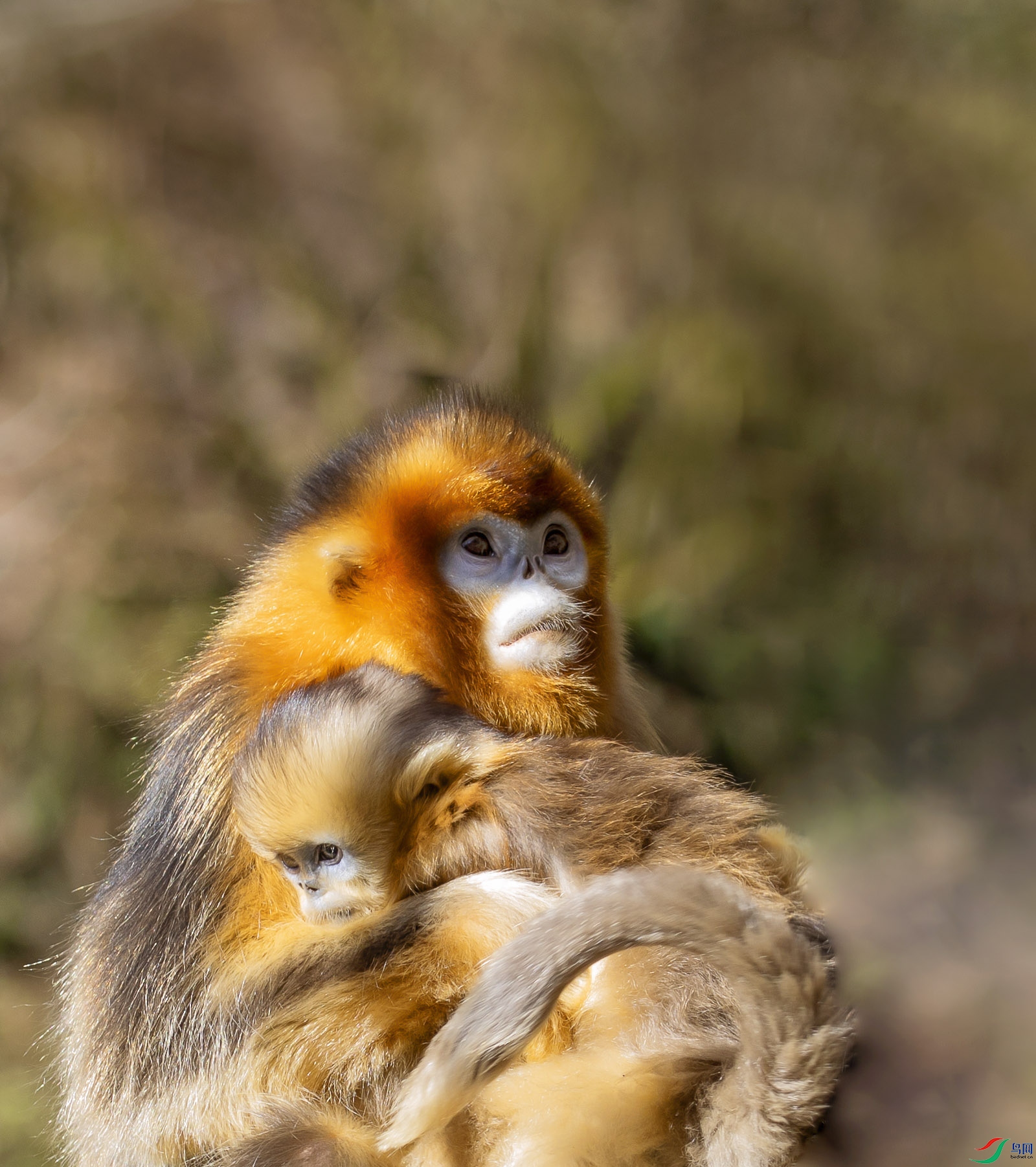 母子(川金丝猴)