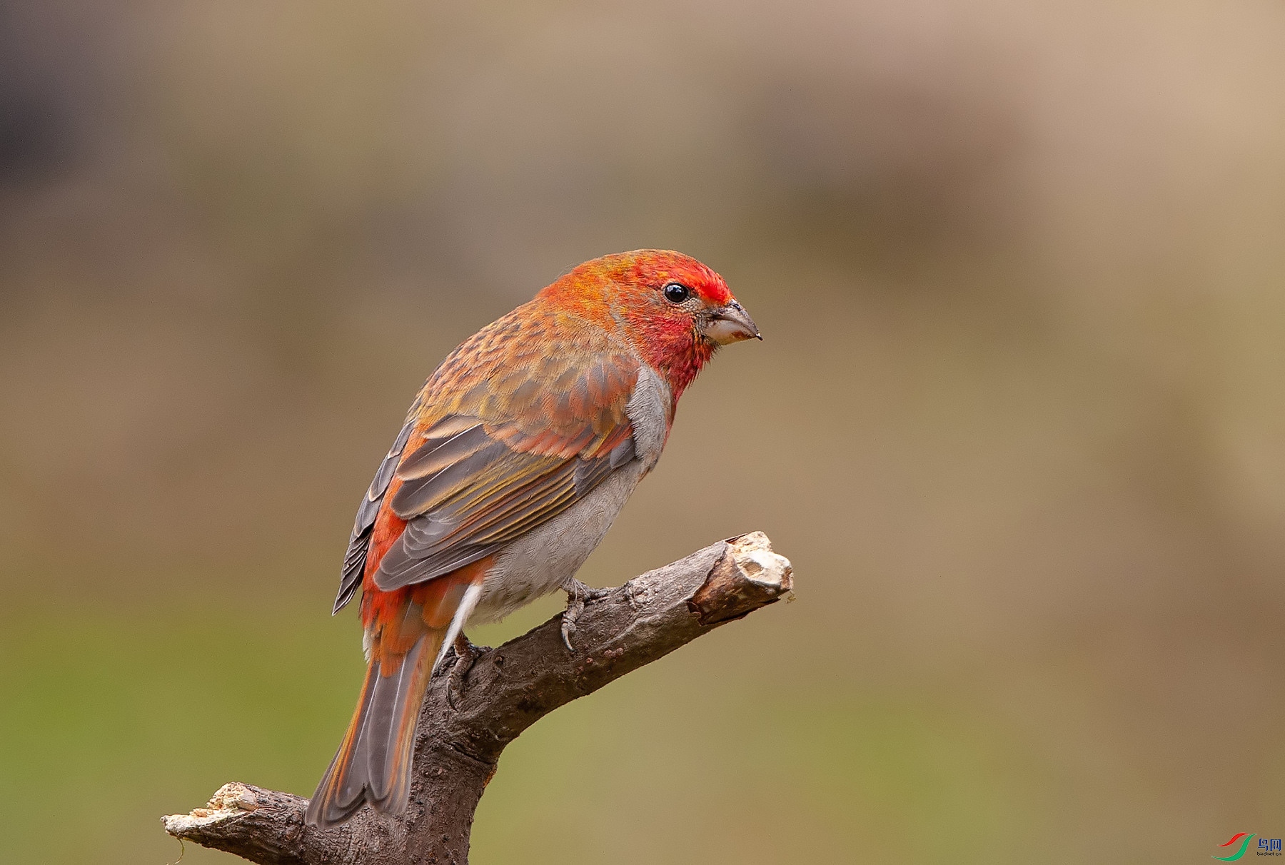 D3S_9751.jpg