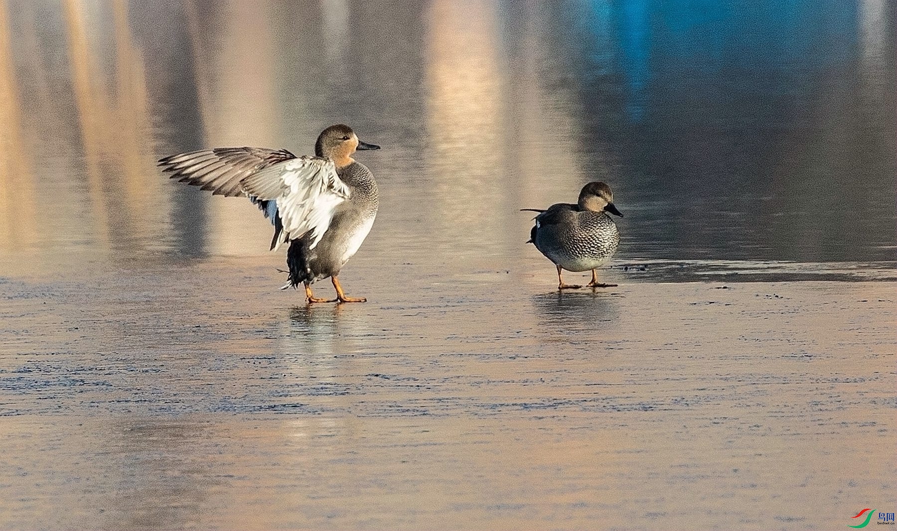 �ֲ�˼Ǩ (1)_����_����.jpg