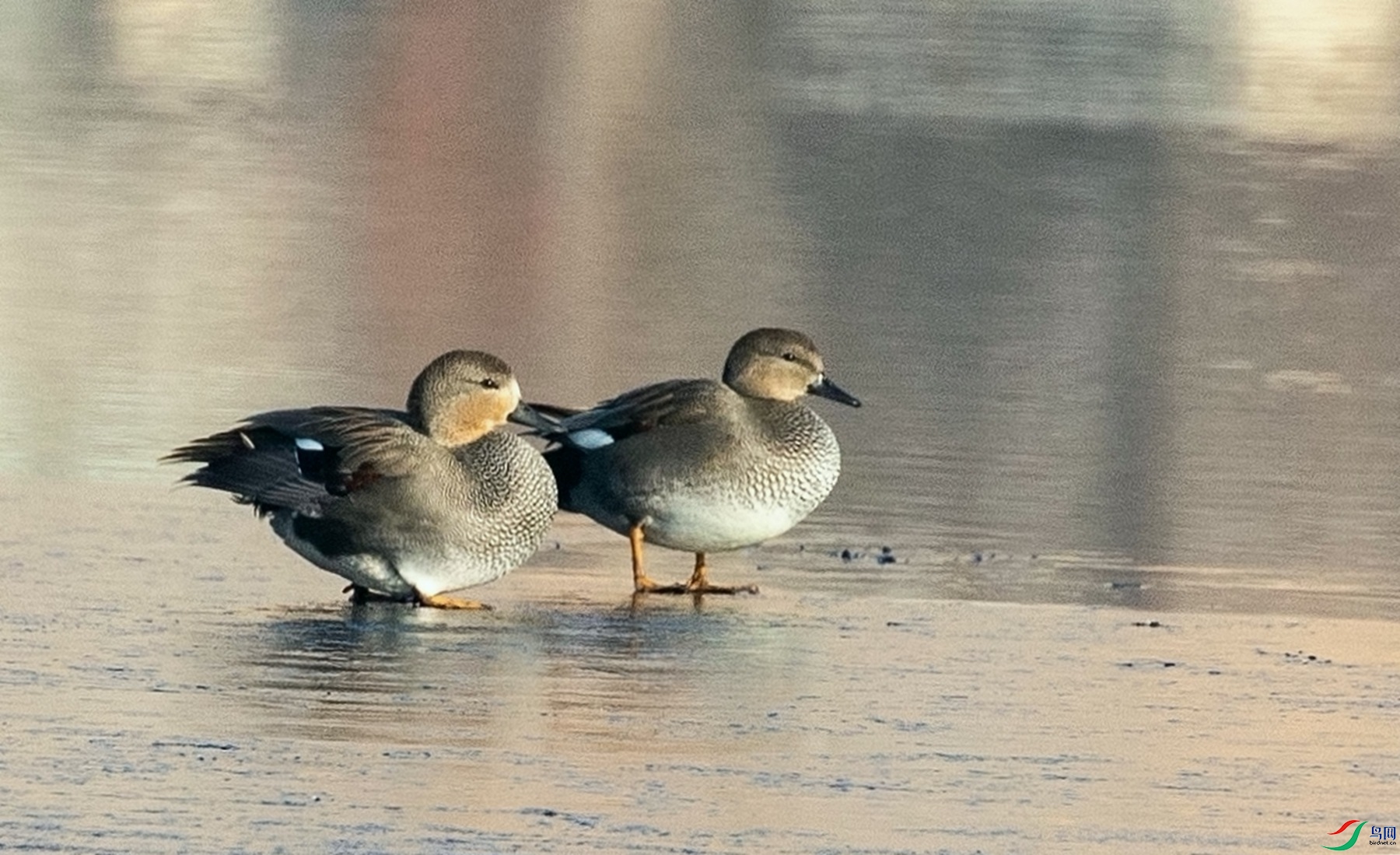 �ֲ�˼Ǩ (2)_����_����.jpg