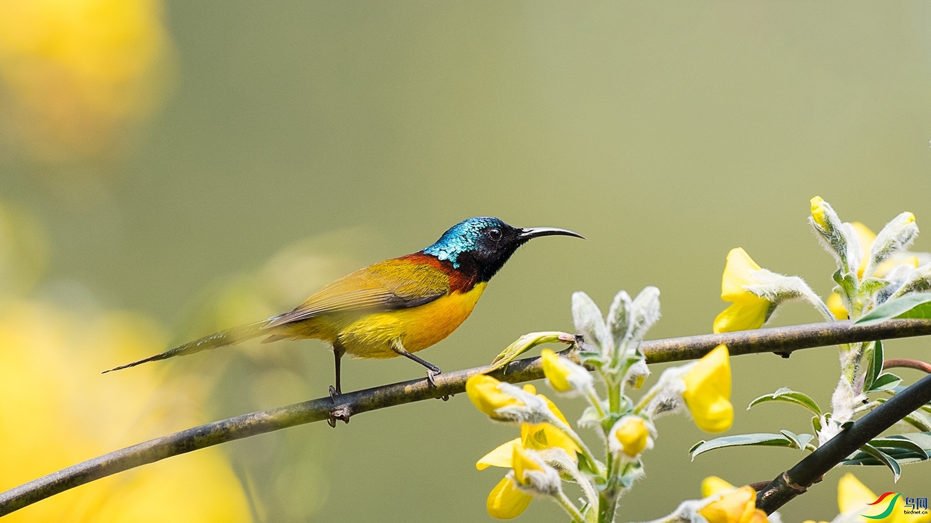 DSC_6865 - ����.jpg