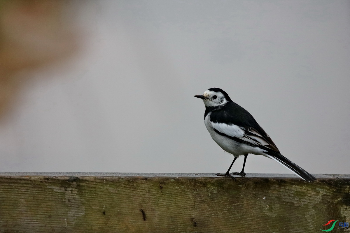 ͼ4��ϲ����ˮ�ߣ�