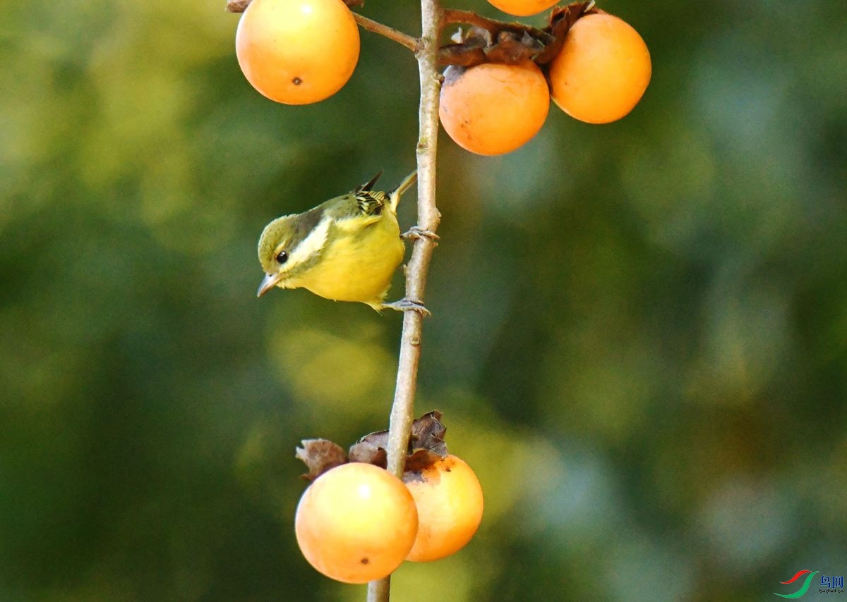DSC_9381.JPG