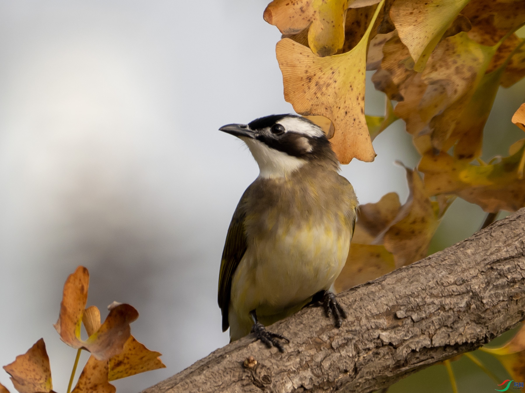 ��ͷ��