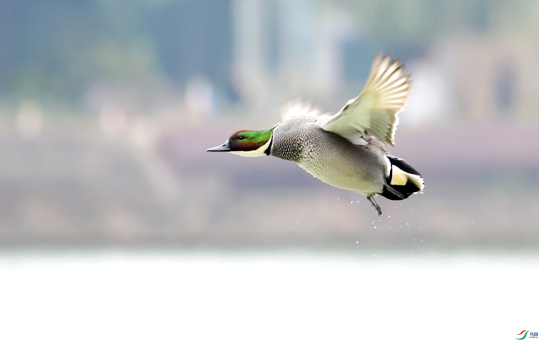 DSC_4021_conew1.jpg