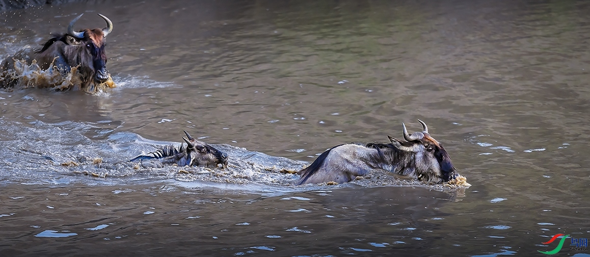 �����ڿ������������ϡ�