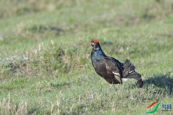 DSC_2516.jpg