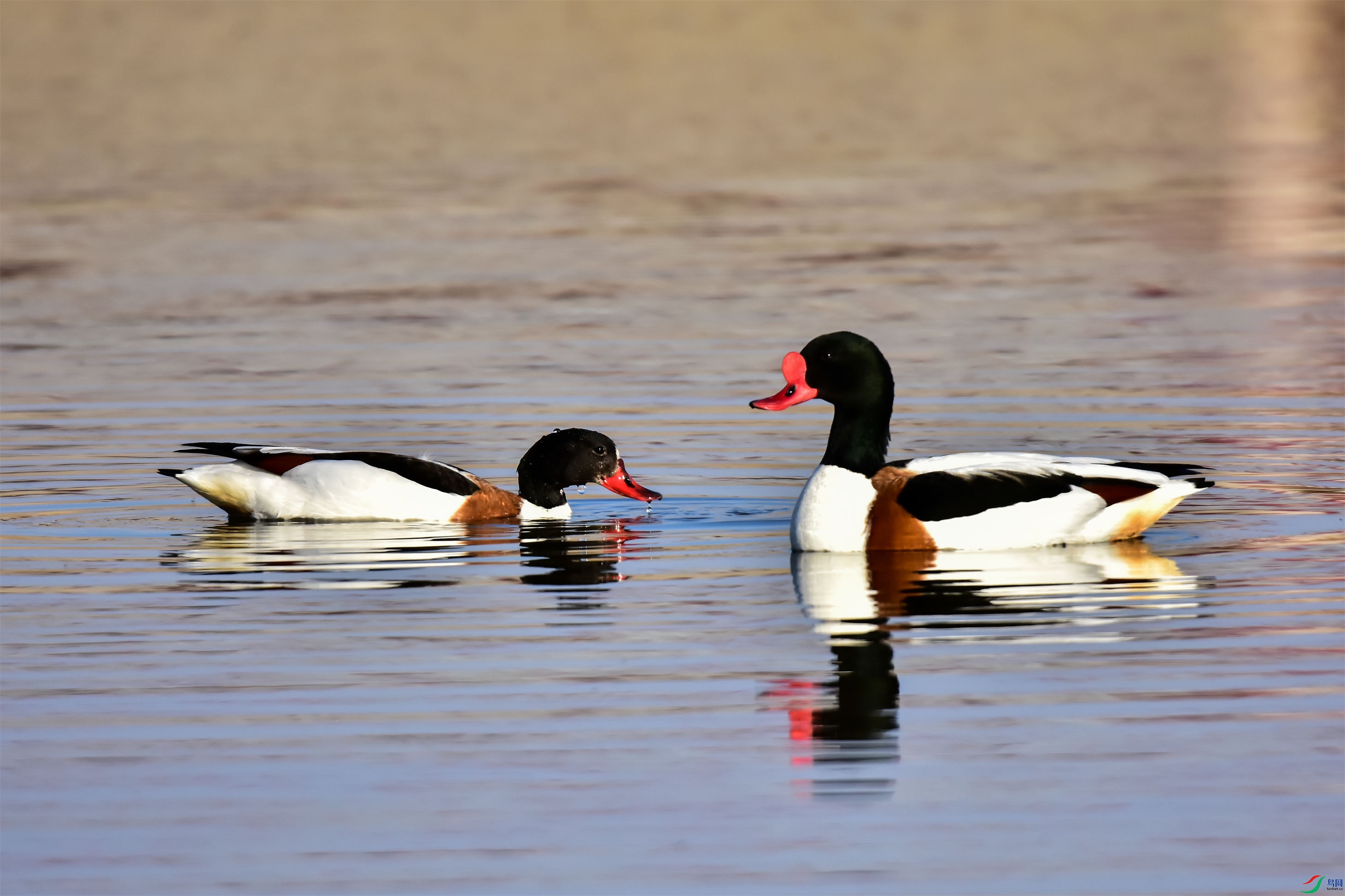 �����    һ���̱���Ѽ  2020��5��������ɳ��Ӱ�һ��� 13088431253.jpg