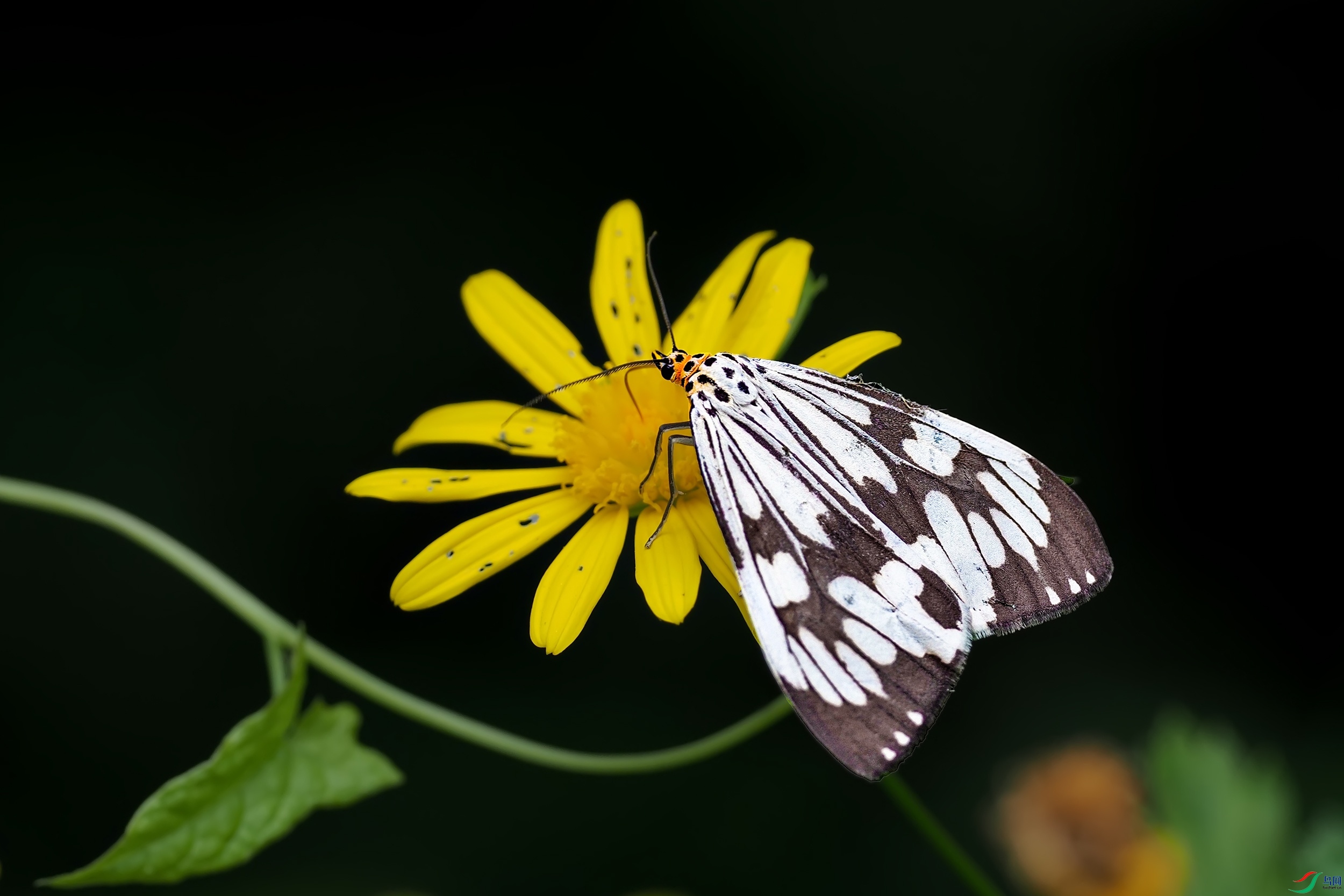 P9231048-1.jpg