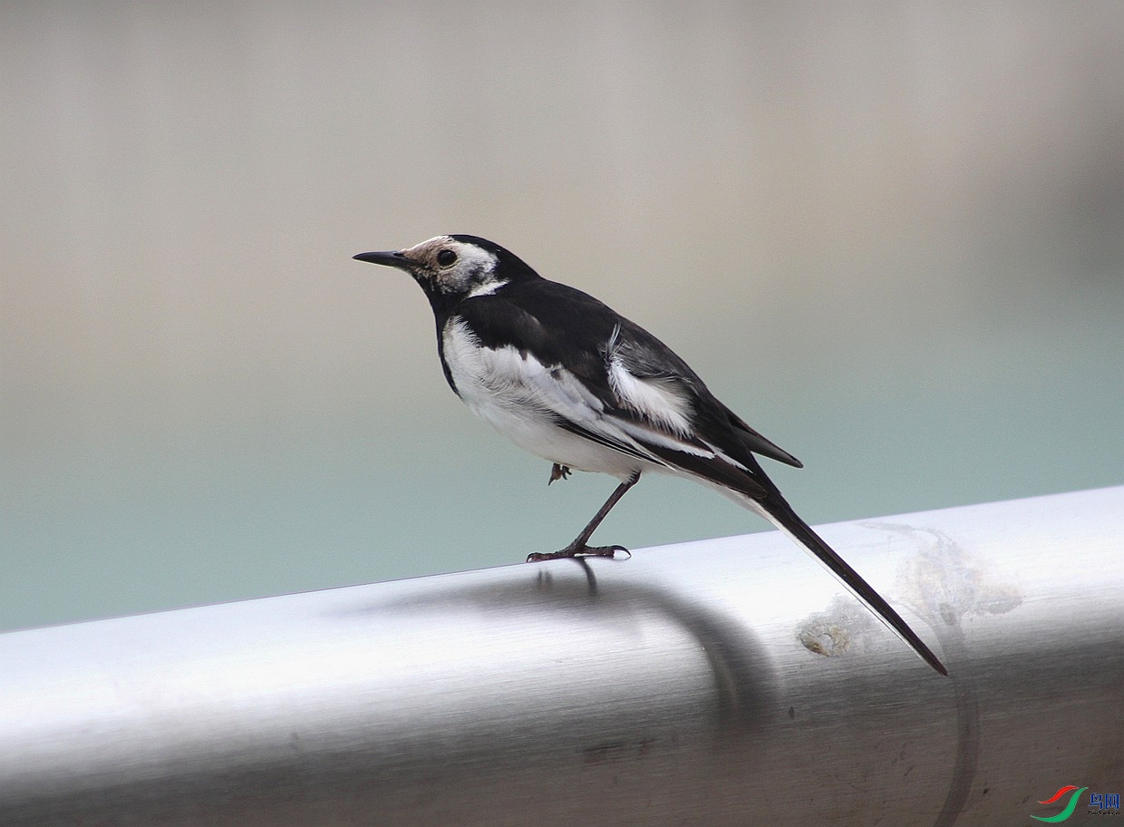 IMG_0009.jpg