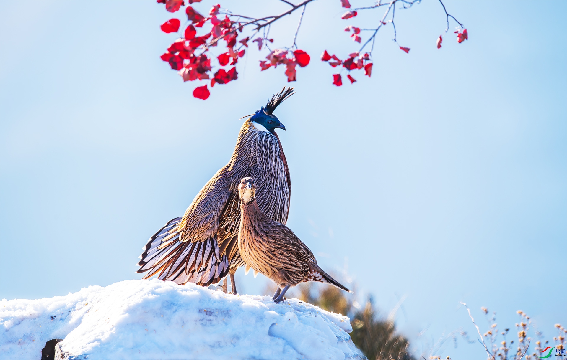 DSC_7200-1.jpg