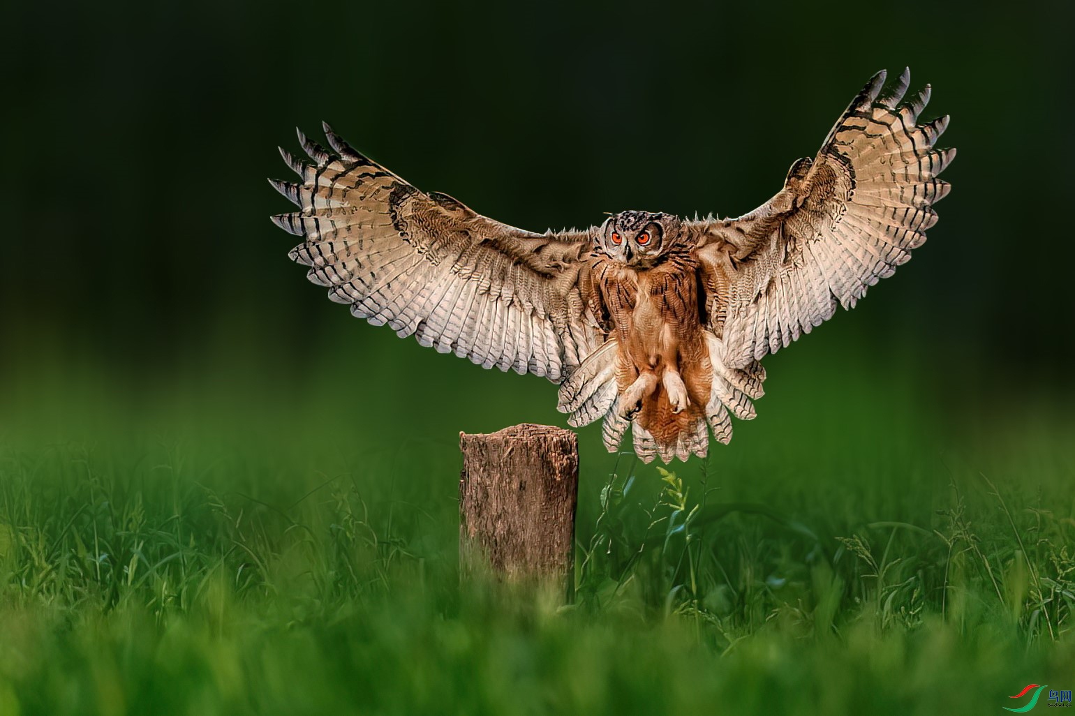 A95I9783 ����.jpg