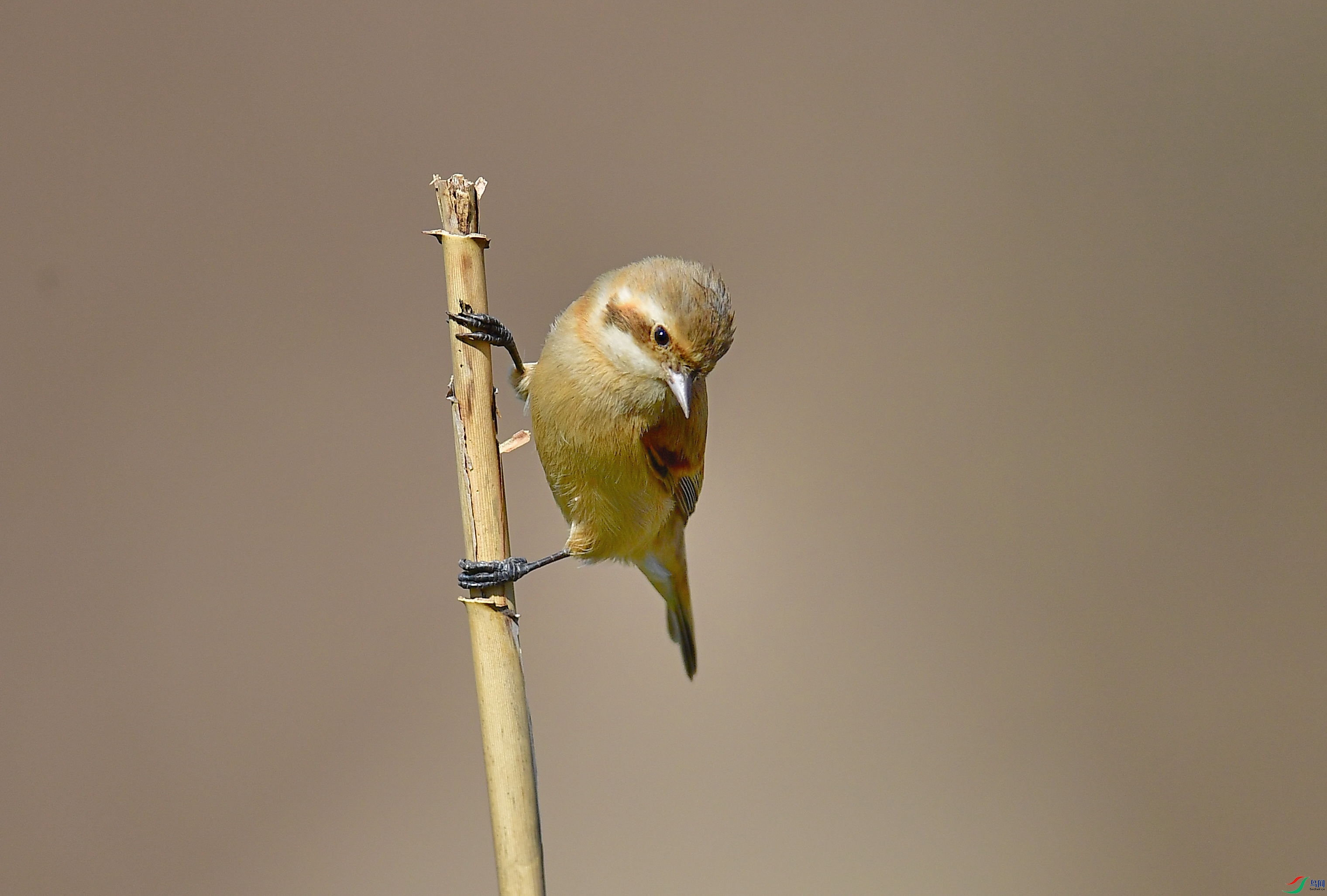 DSC_1134.JPG
