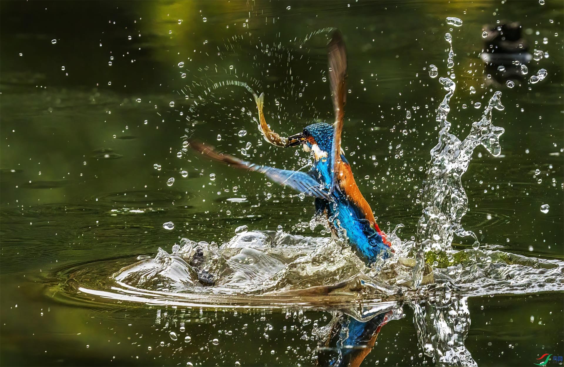 DSC02865 ����.jpg