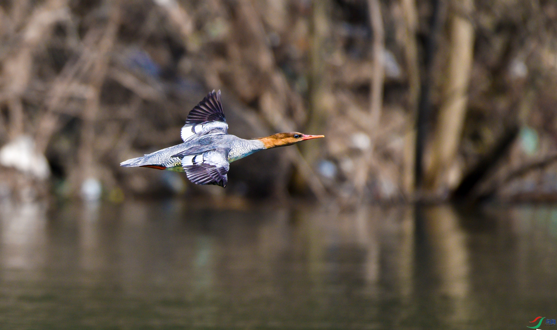 DSC_3152 ����a.jpg