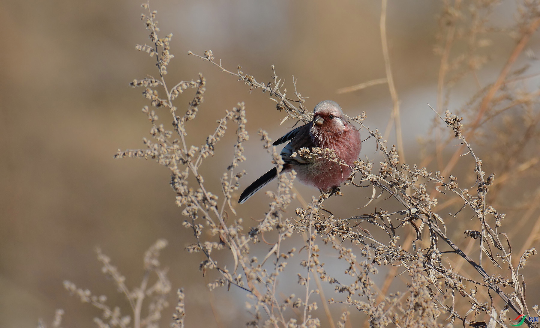 DSC_9656.jpg