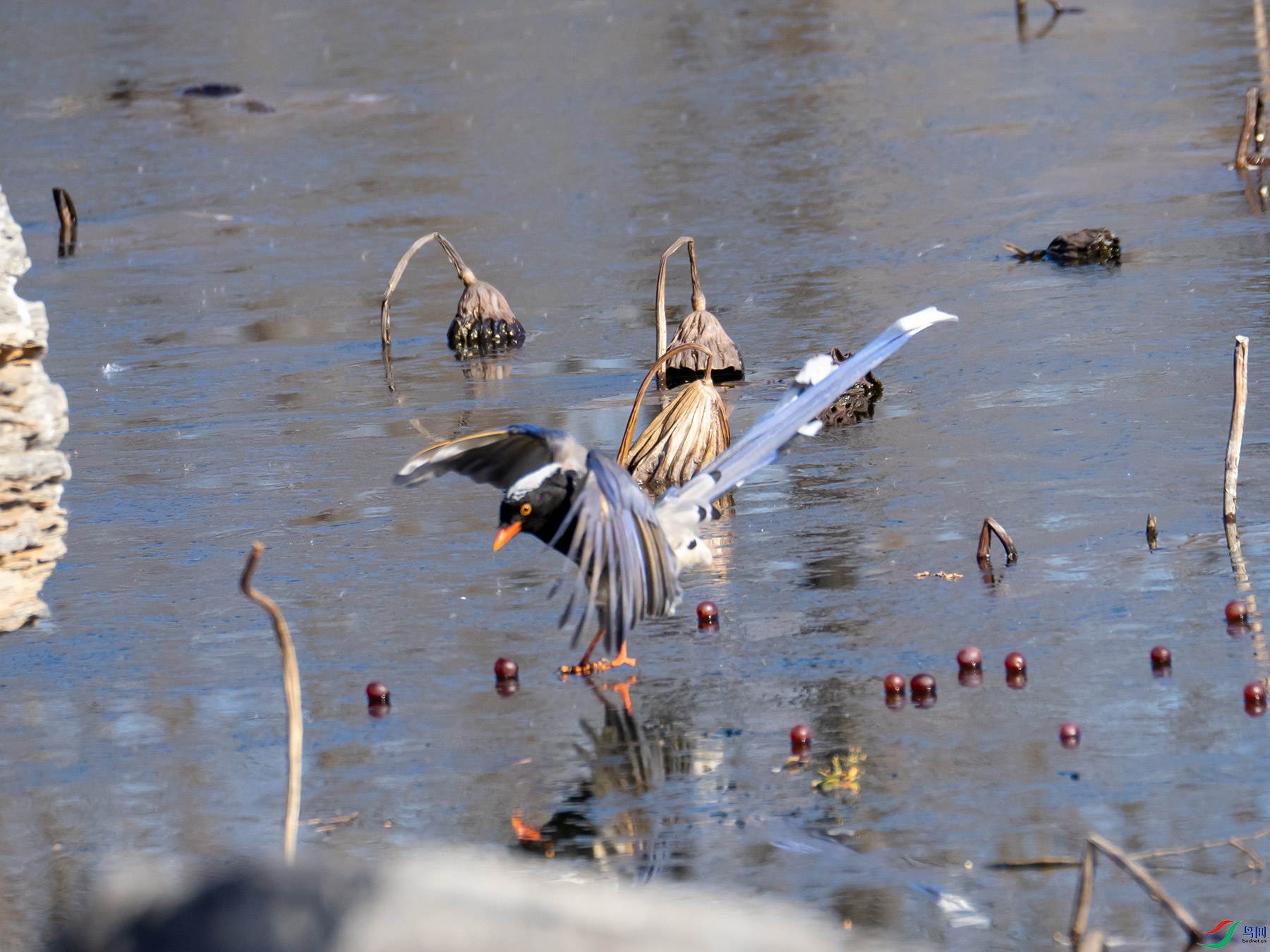 ������ȵ