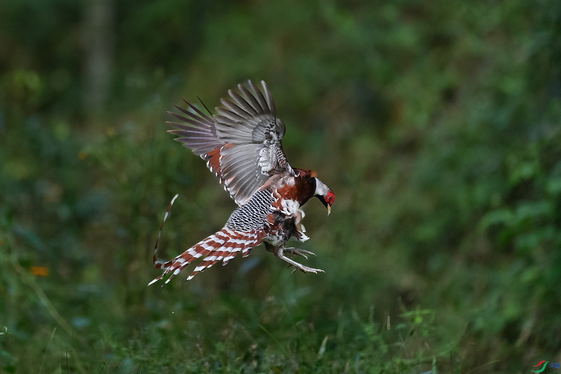 DSC_8012 ����.jpg