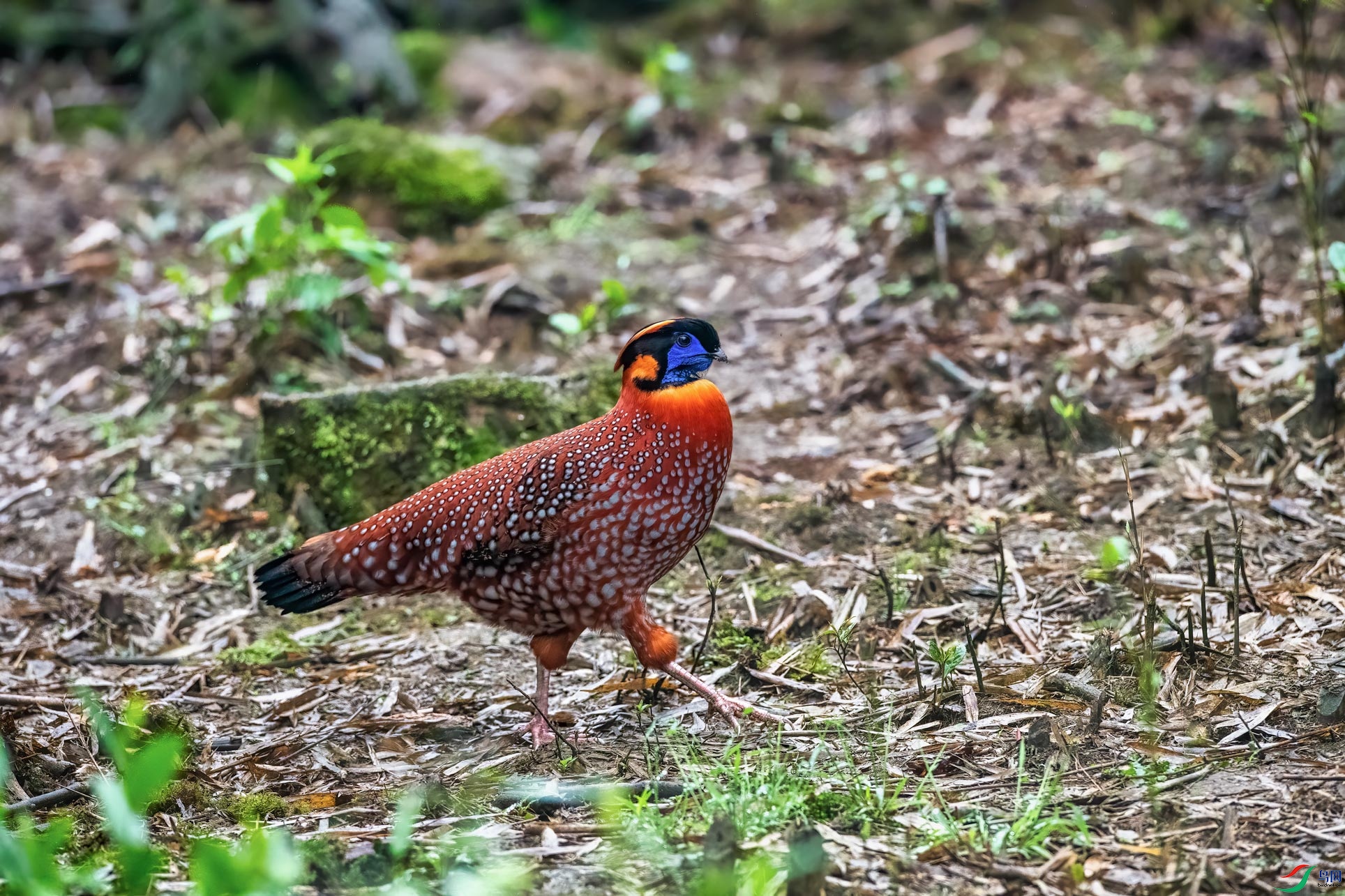 DSC_8729-1.jpg