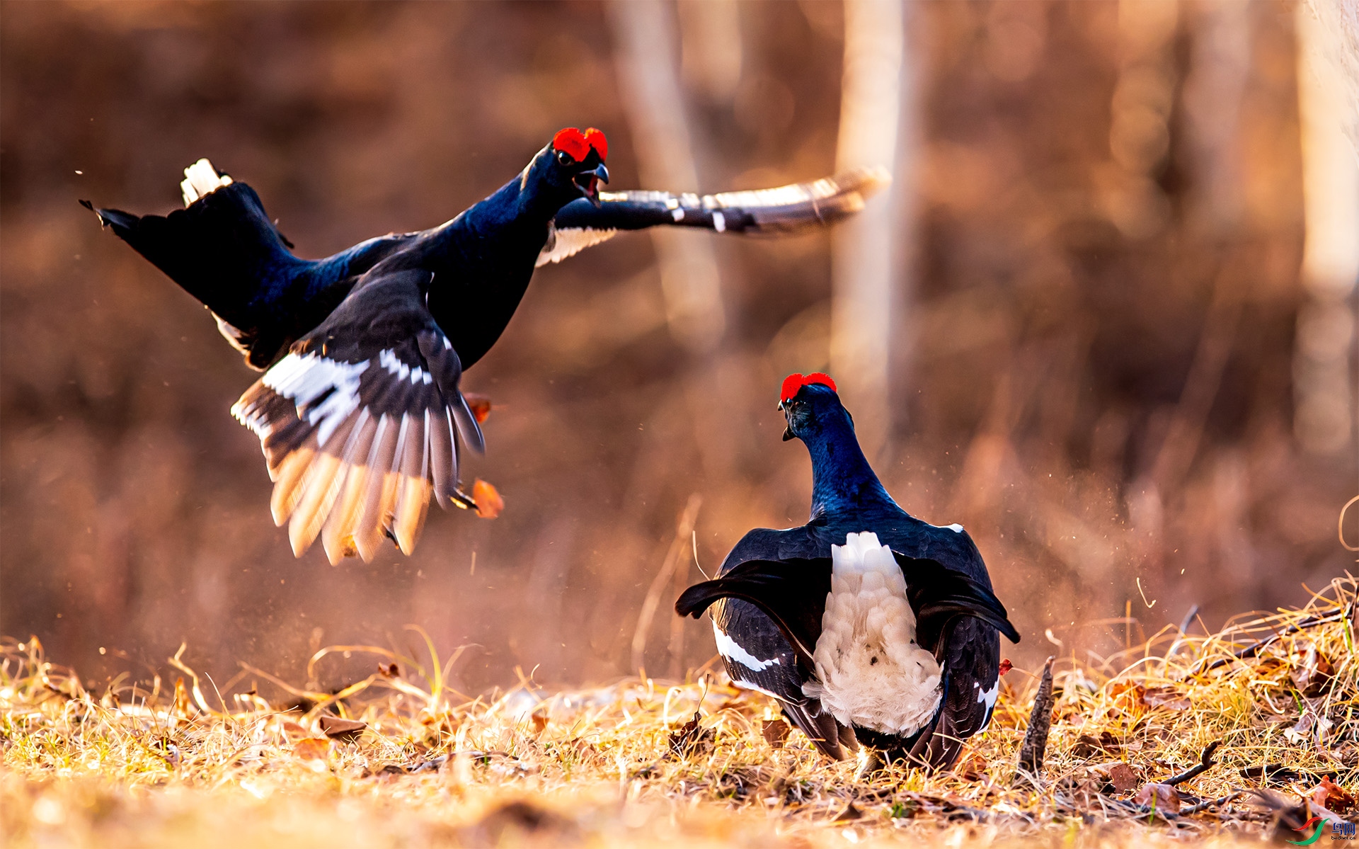 DSC_1782-1.jpg