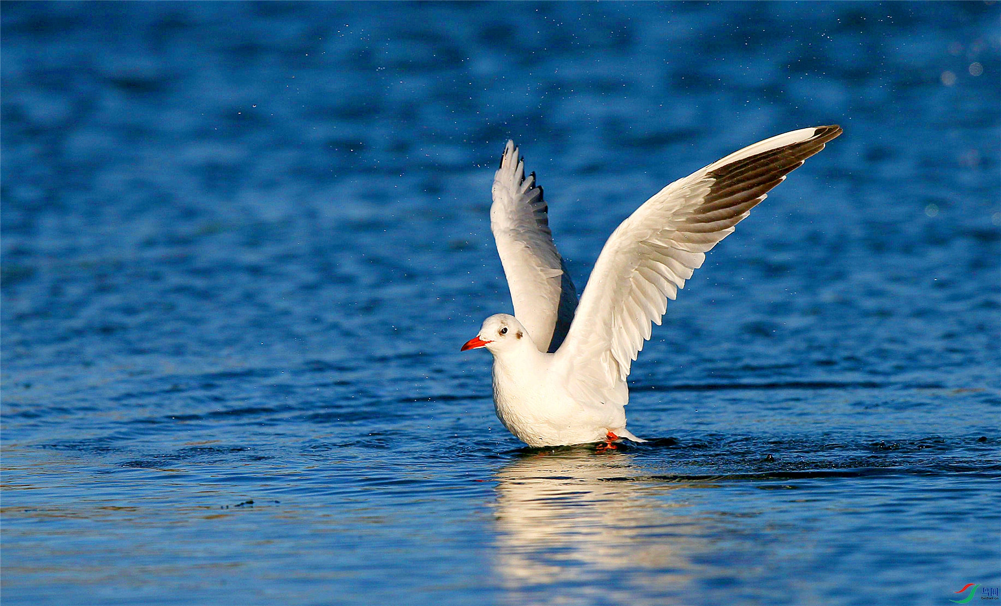 红嘴鸥