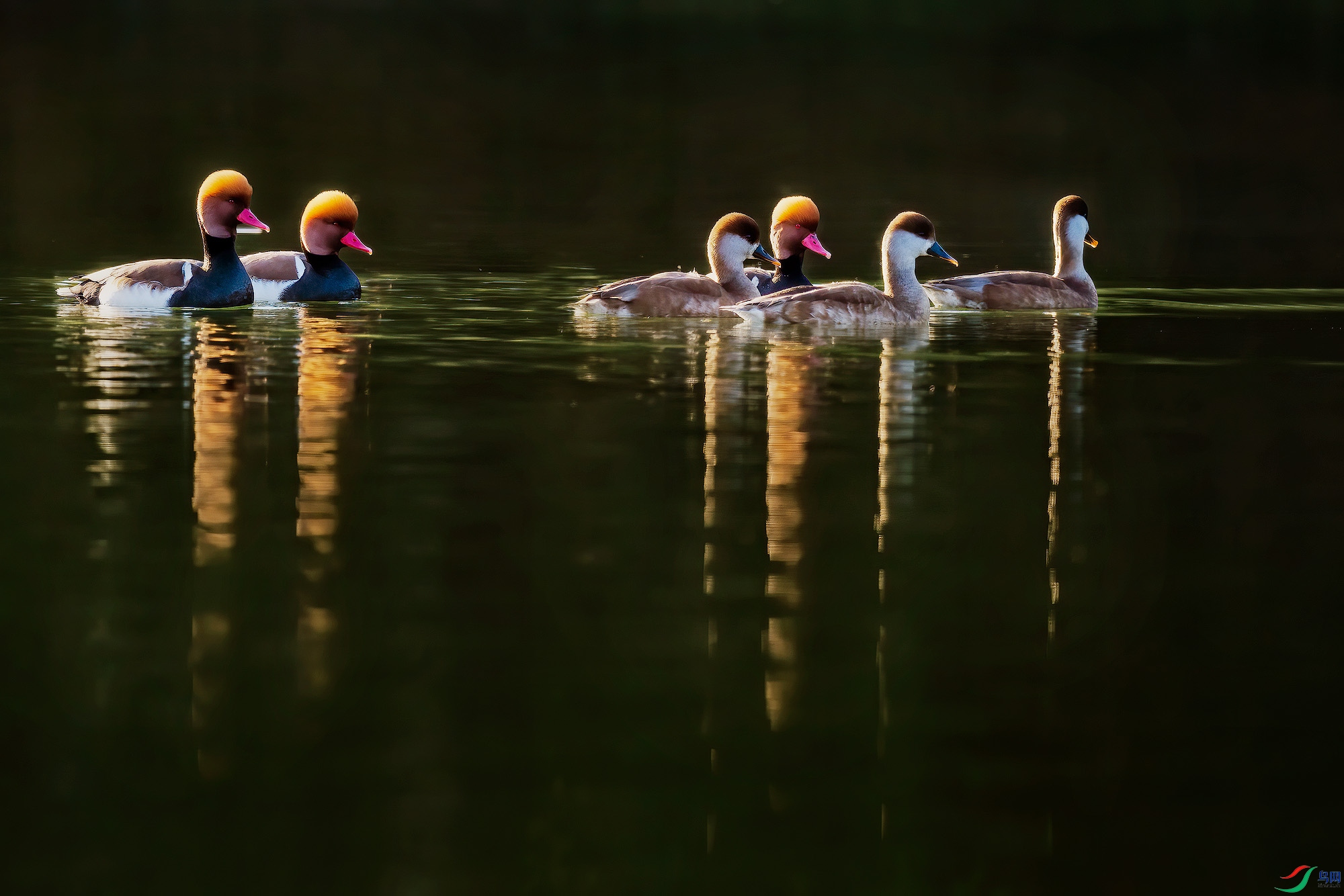 _DSC7357 a����.jpg