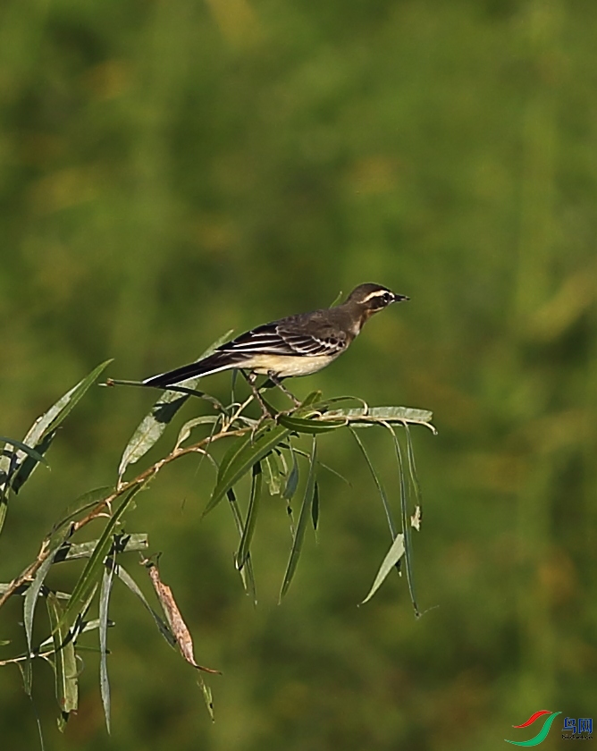 AL6R9931.JPG
