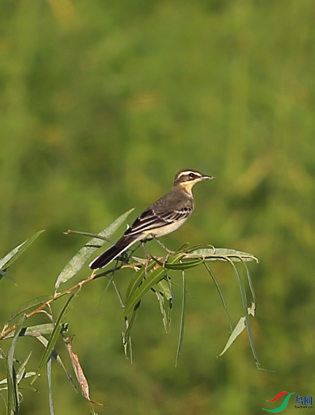 AL6R9940.JPG