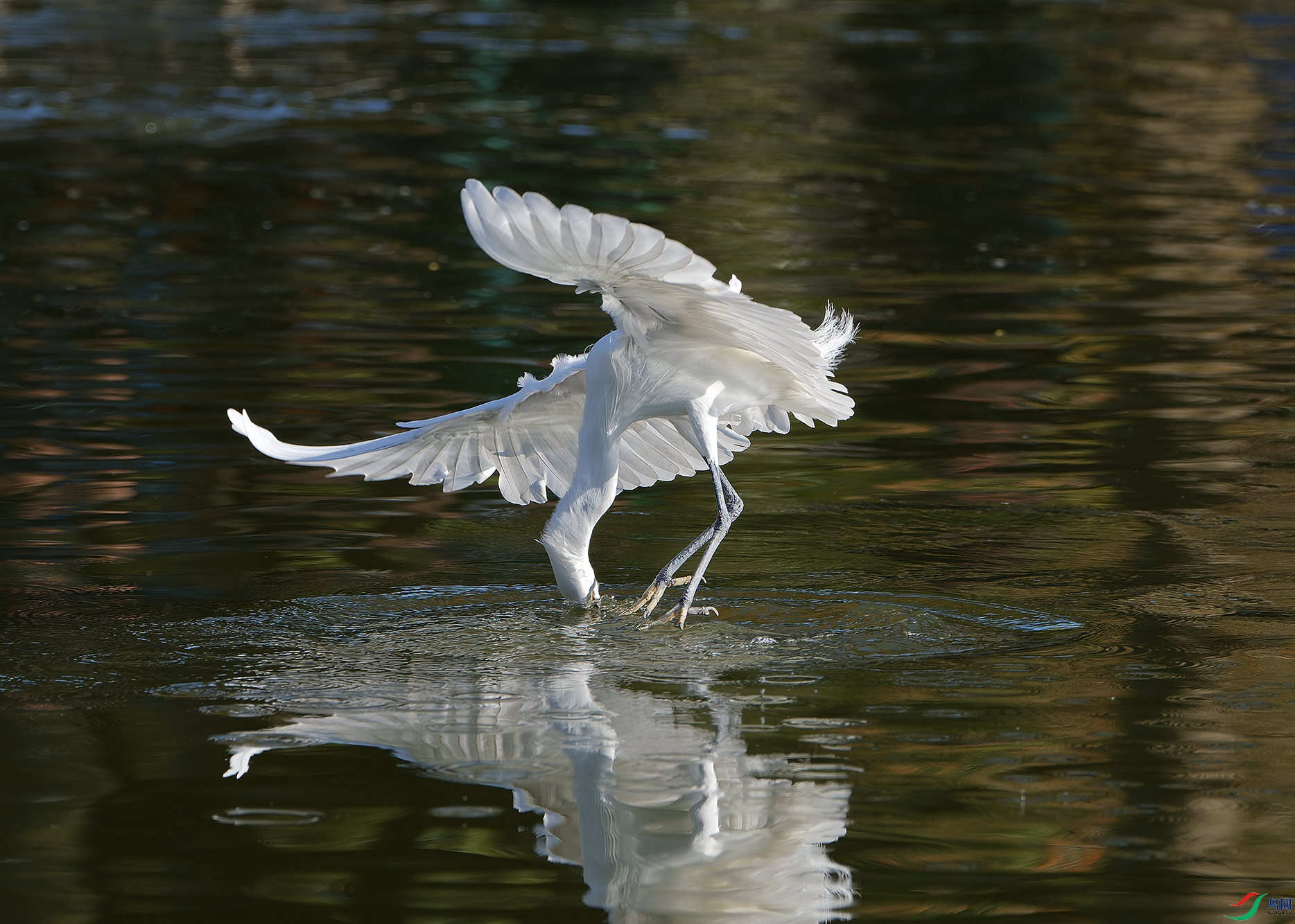 DSC_8589.jpg