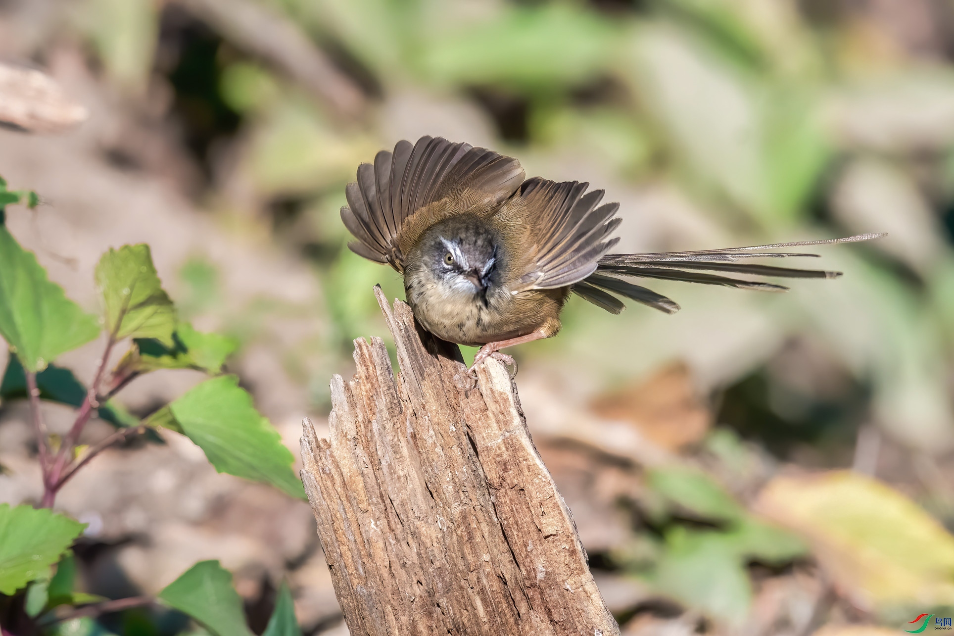 DSC_3979-1.jpg
