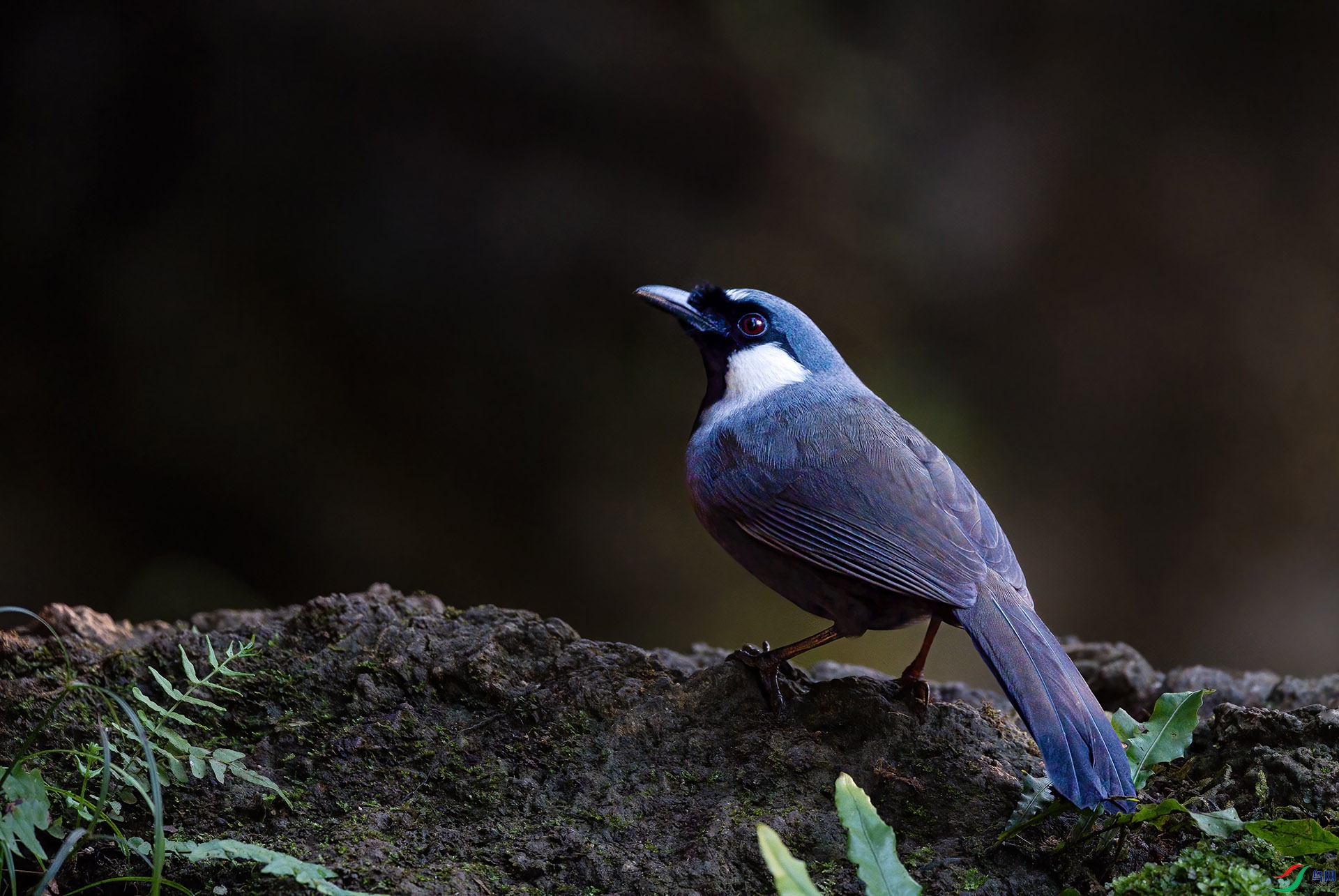 �ں�����