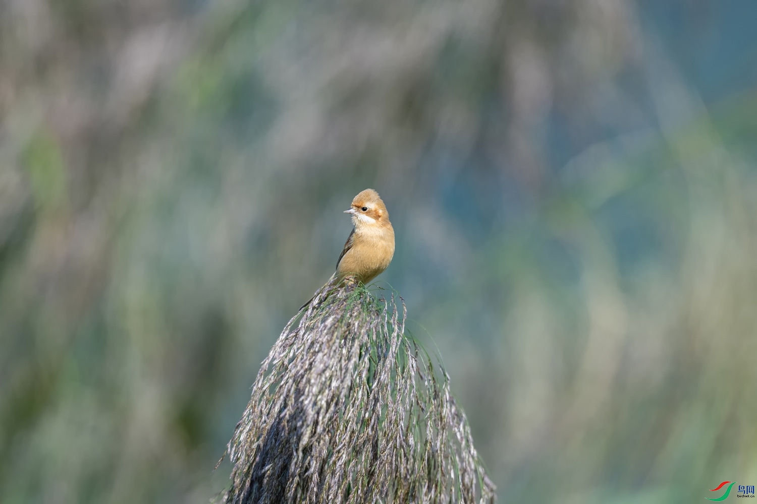 DA104500-064.jpg