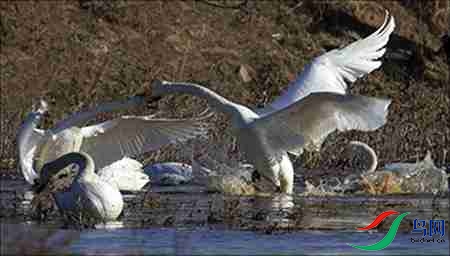 4B17P4506-1 - ����.jpg