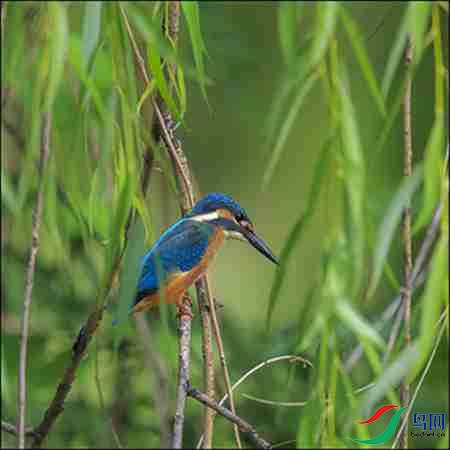 B17P3136�� - ����.jpg