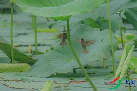 B17P0049 - ����.jpg