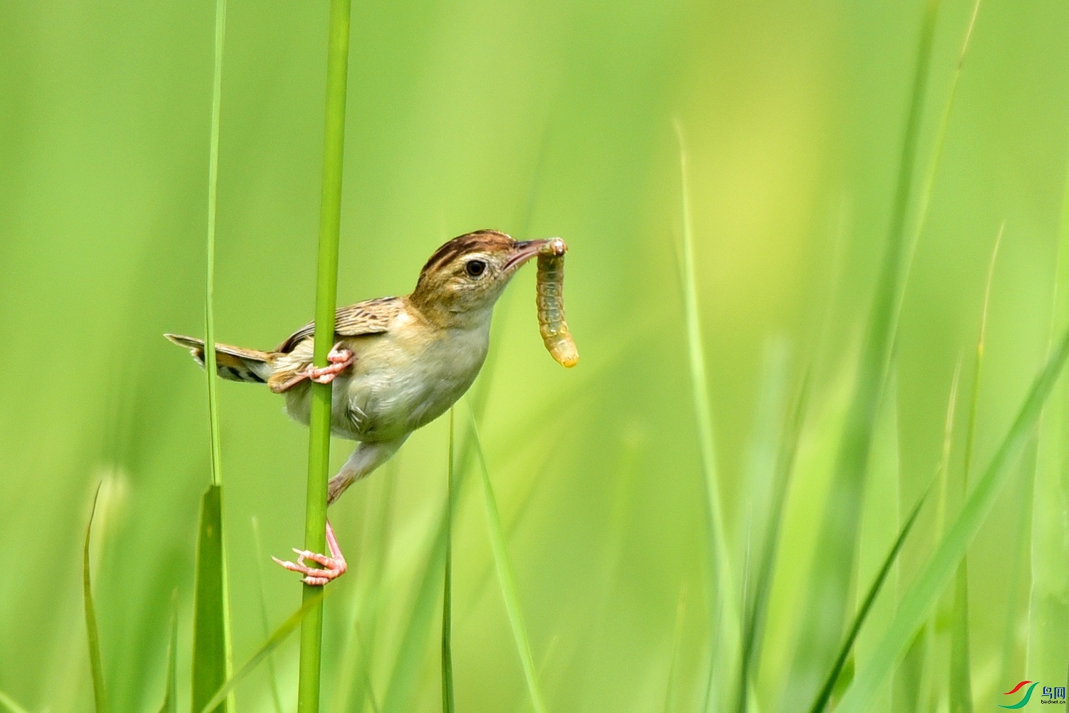 Picture 20817920.jpg