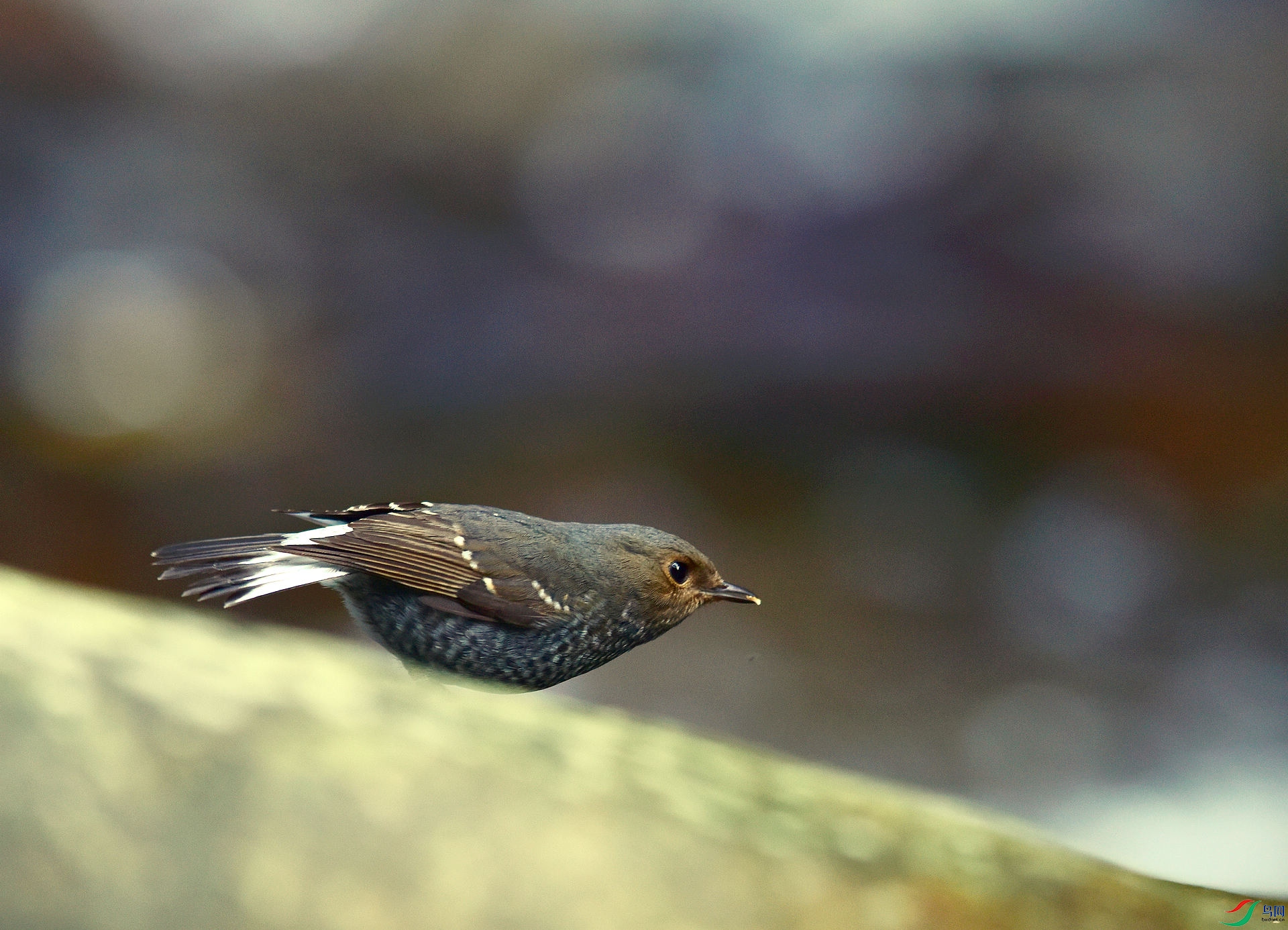 D8I_7328.jpg