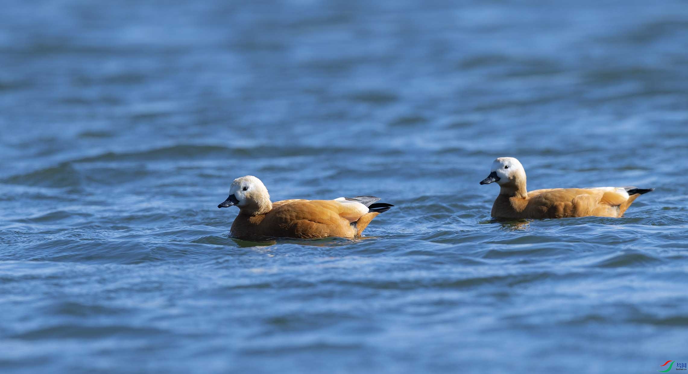 DSC_0601-3 - ���� (2).jpg