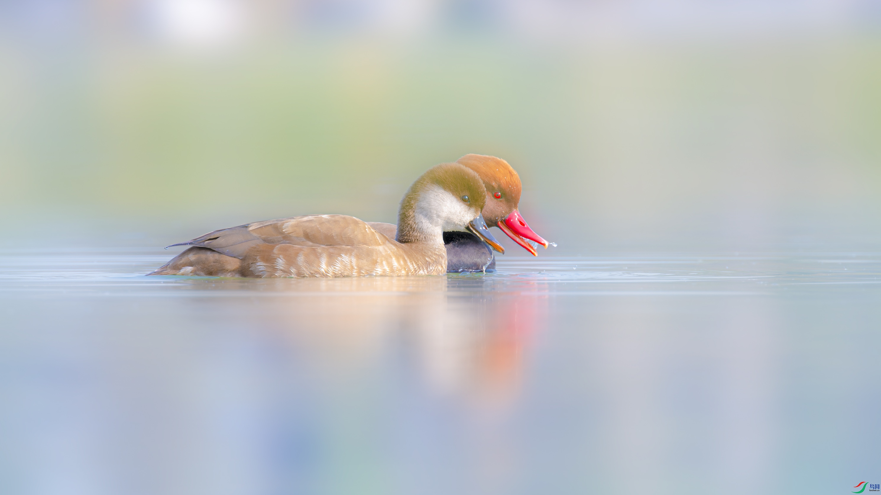 _DSC6905_DxO.jpg