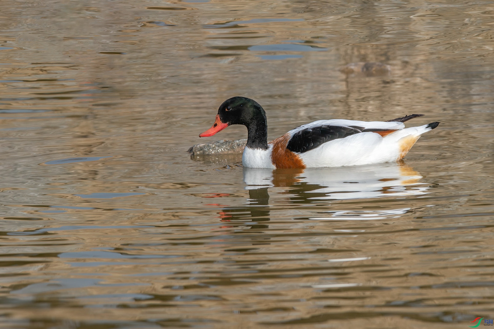 DSC_9148.jpg
