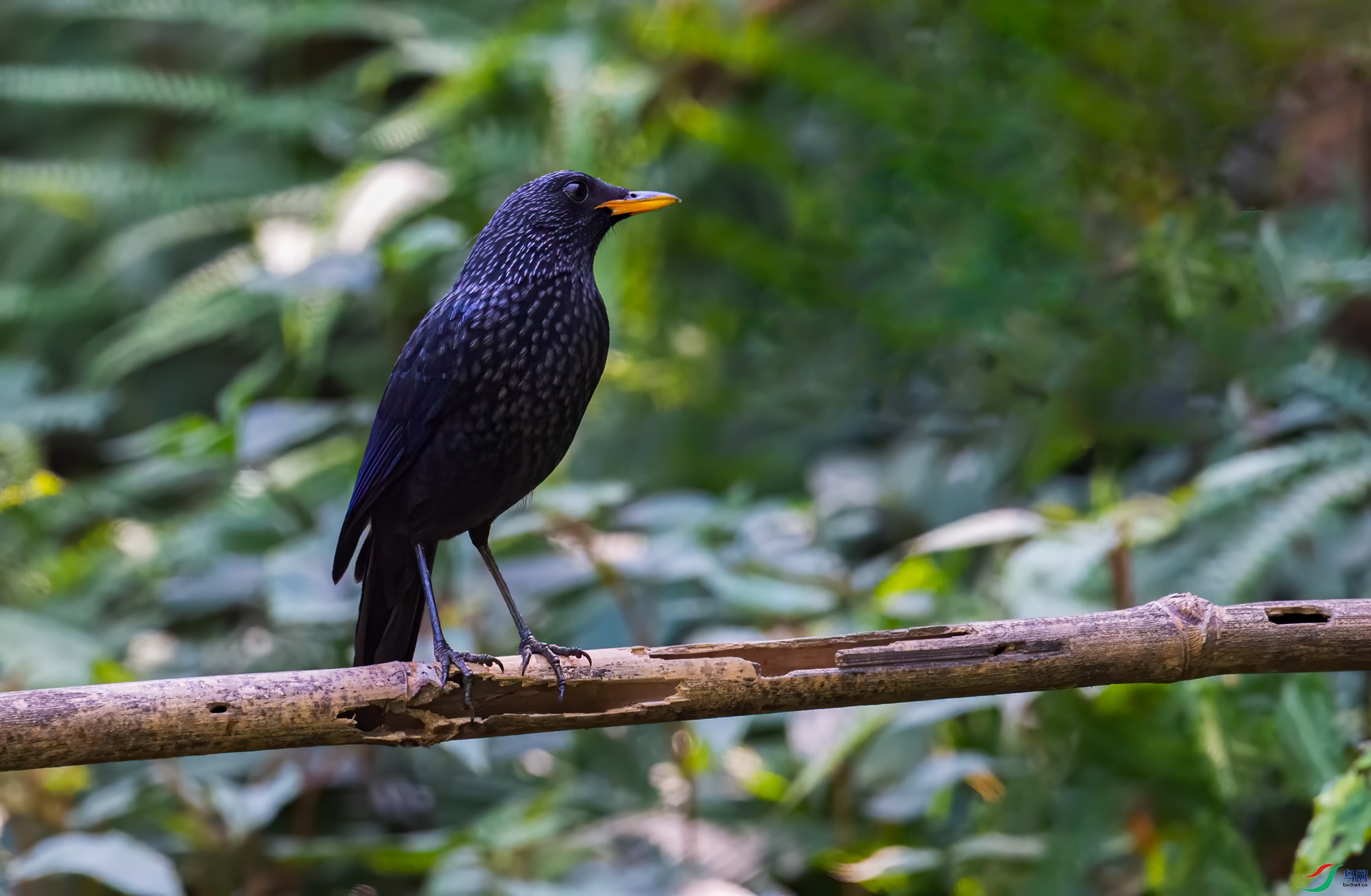 DSC_6293.jpg
