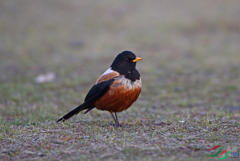 ����֮��  ��ʦ�������Ĵ�ʡ���β����������Ž���.jpg