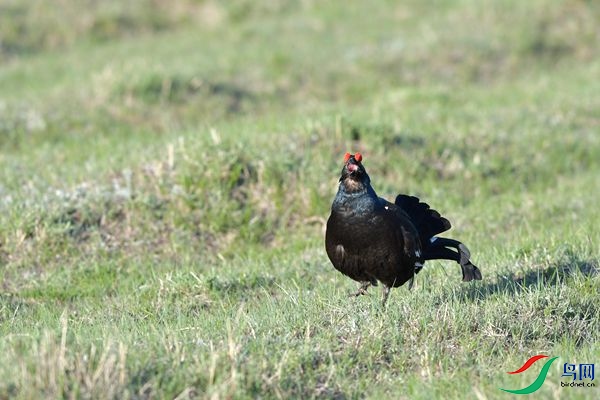 DSC_2522.jpg