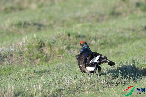 DSC_2510.jpg