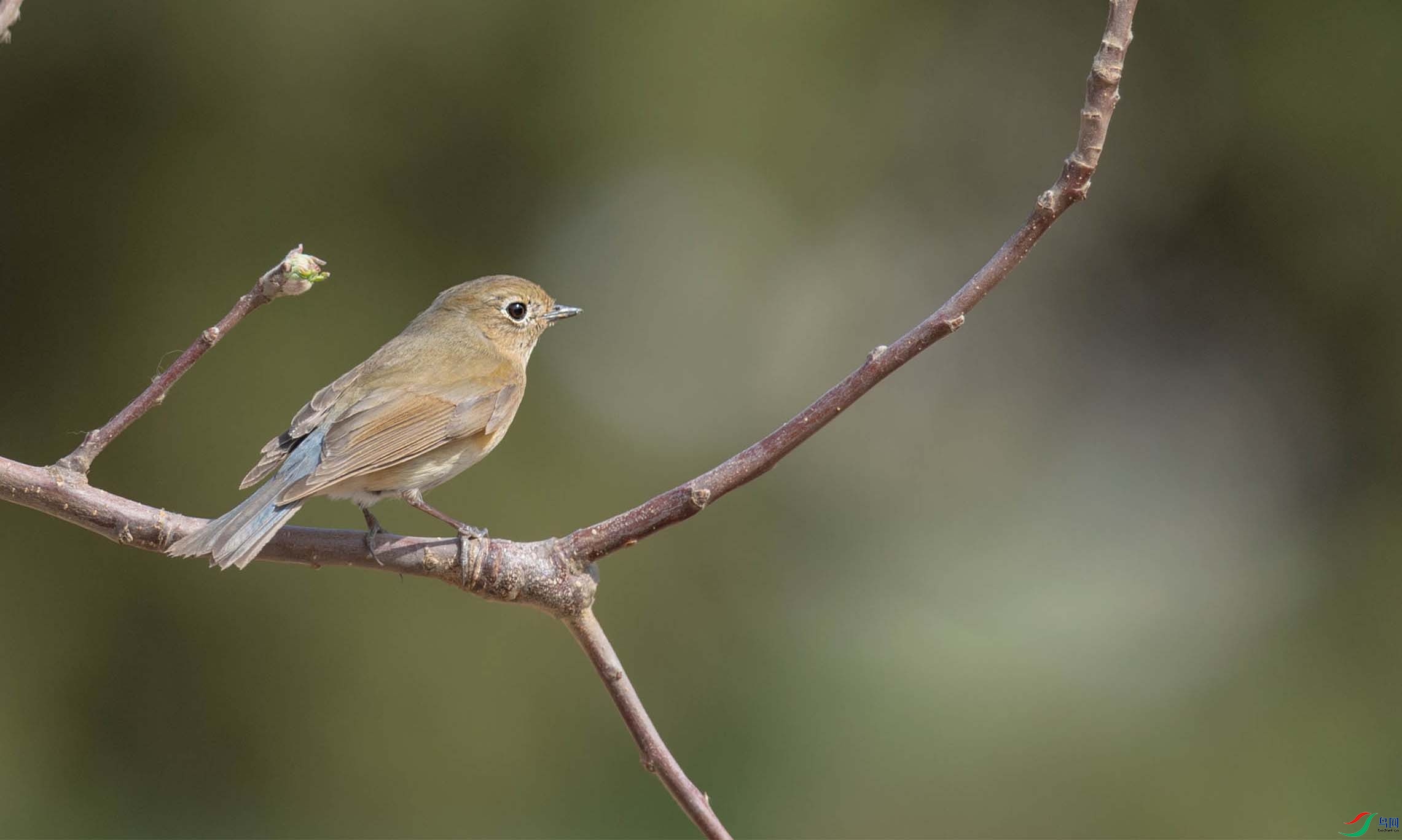 DSC_0056-3 - ���� (3) - ����.jpg