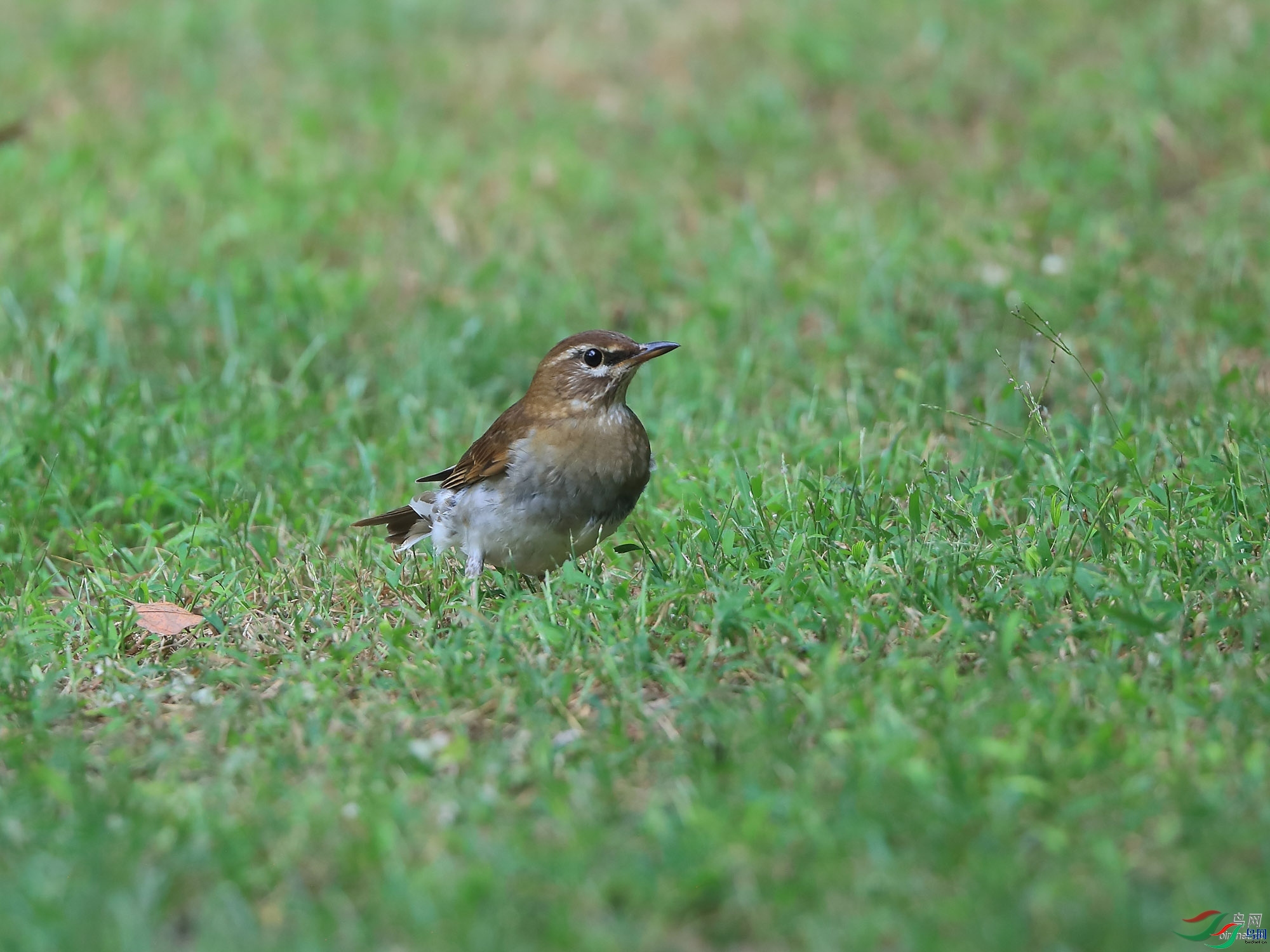 �ǲ�  ��ʦ�����ںӱ�ʡʯ��ׯ��.jpg